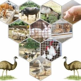 Veterinary Science